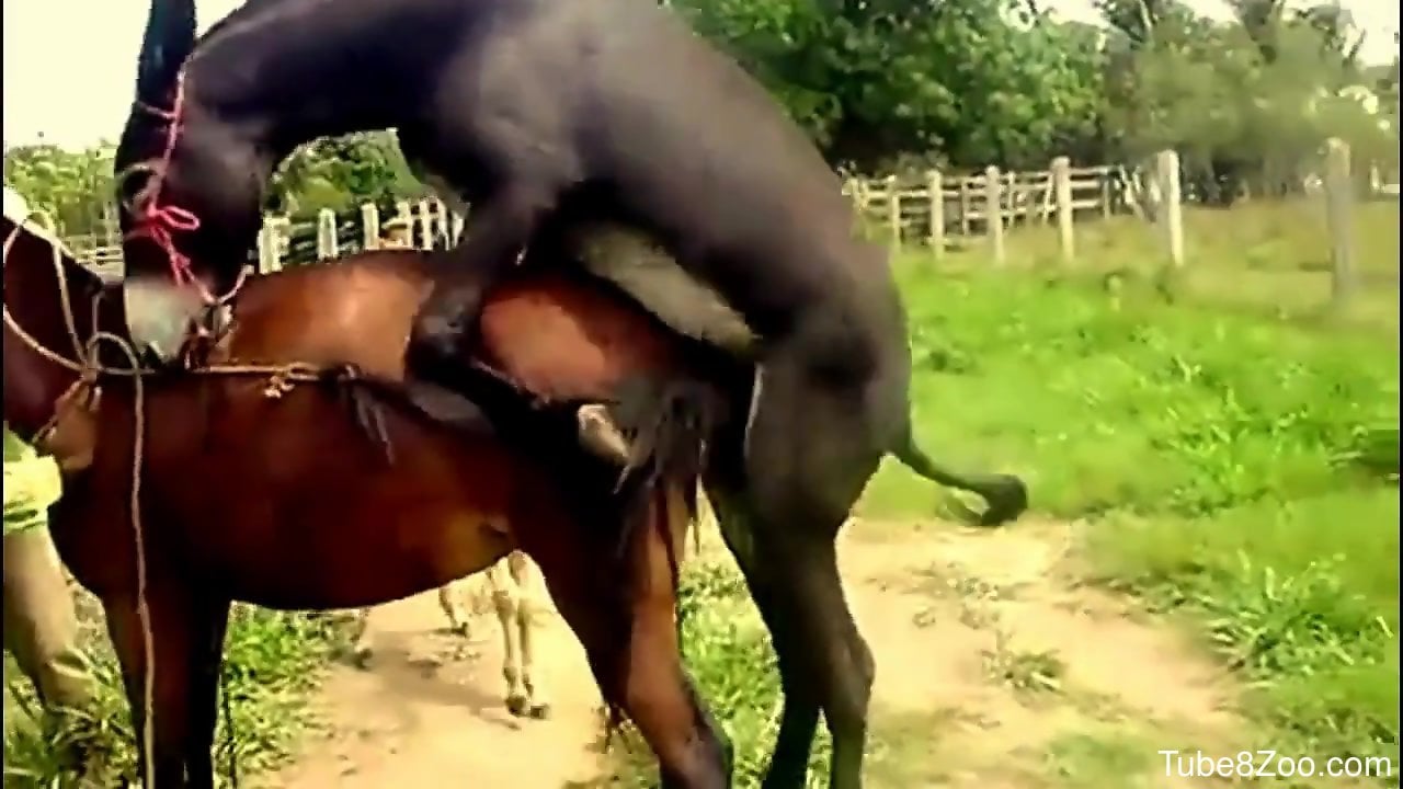Hot bestiality video focusing on fucking animals 