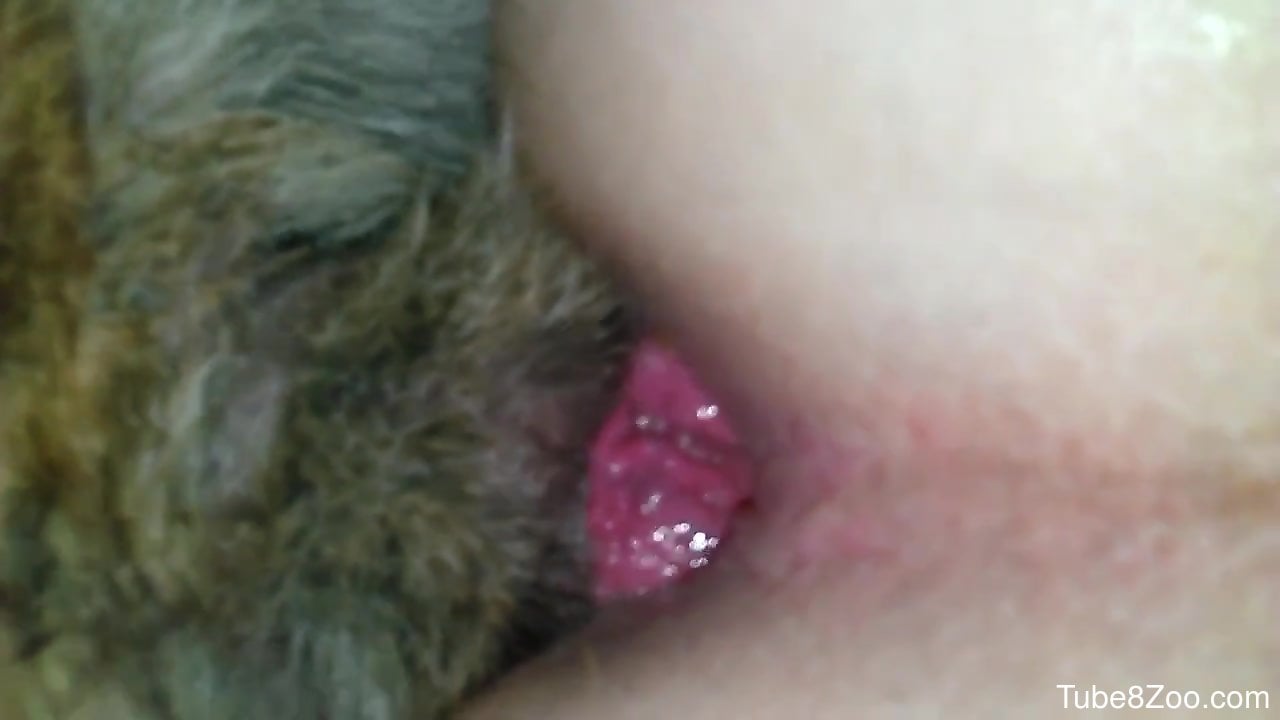 Closeup anal sex with the dog