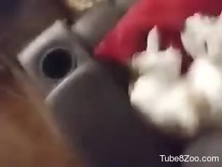 Horny zoophile is enjoying zoo sex at home