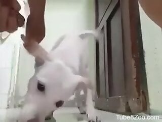 Naked man is about to deep fuck a small dog in ruthless scenes