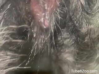 Man fucks furry animal in the pussy and impregnates it