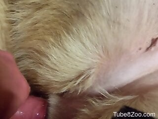 Naked man fulfills zoophilia sex needs with the furry dog