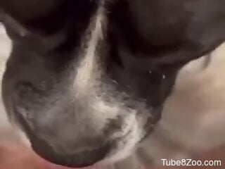 Energized woman loves how the dog licks her in orgasmic kinks