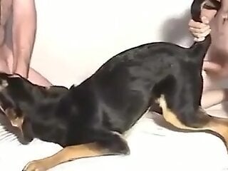 Horny men share dog for brutal sex in intimate zoophilia