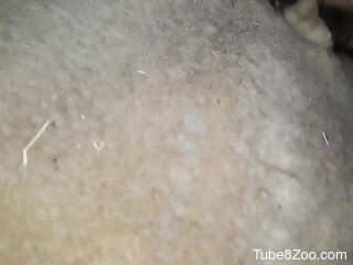 Nude closeup views of a man deep fucking a horse in dirty manners