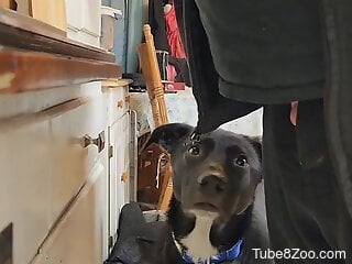 Curious dog gives the horny man a good ass licking