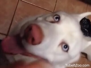 Dog makes horny man come after licking his dick sloppy as fuck