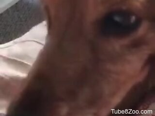 Curious doggie engages in bestiality blowjob at home