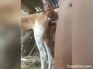 Zoophile loves fucking that skinny dog's hole