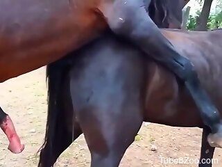 Enjoy watching wild zoo porn featuring two horses