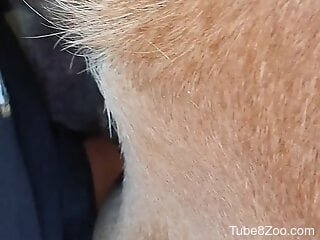 Zoophile loves having wild zoo porn sessions