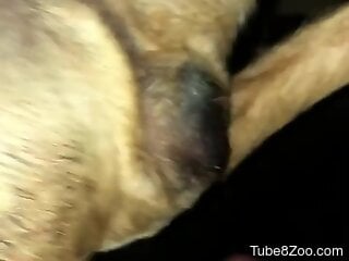 Zoophile loves having zoo sex with a dog in the dark