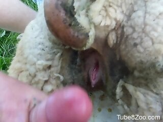 Zoophile's shaft drills inside sheep's hole