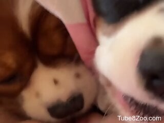 Cute little puppies take part in bestiality action