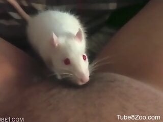 Zoophile is playing with a little white rat