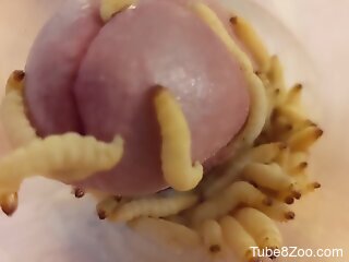 Zoophile cums from covering his dong with larva