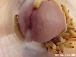 Zoophile cums from covering his dong with larva