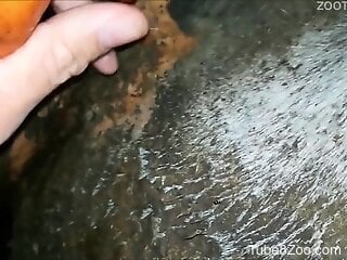 Zoophile is having a kinky bestiality in the dark