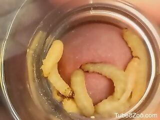 Larva cannot wait to join the homemade bestiality