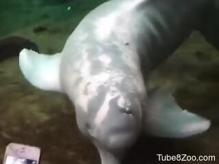 Amateur man tries all sorts of zoophilia perversions