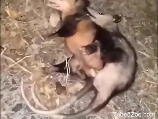 Horny male gets turned on when he sees two Oposums fuck