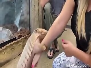 Hot blonde lets zoo animal fuck her hand for a few rounds