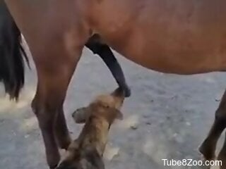 Dog licks horse's huge penis while horny guy films it all