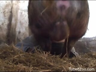 Pig fucks naked woman in the ass for full hardcore sessions