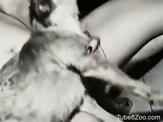 Vintage zoophilia sex scenes with a woman in love with her dog