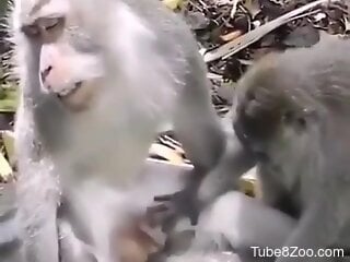 Monkeys get ready to fuck while the horny guy tapes them
