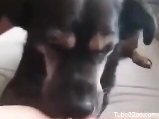 Dog licks solo woman during homemade masturbation