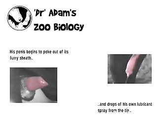 Kinky zoo porn filmed as an educational video
