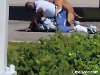Zoophile is caught getting fucked by his dog