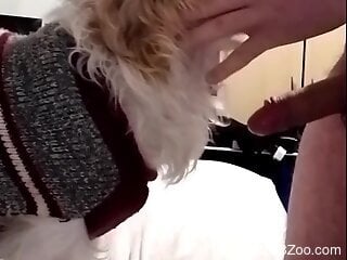 Horny male gags his dog in ruthless zoophilia kinks