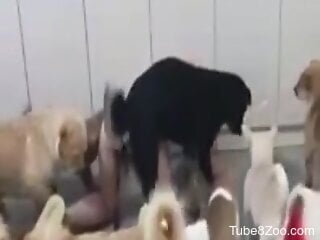 amateur woman receives more than enough dog dick in her holes