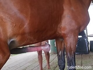 Skinny masked babe is having zoo sex with a horse