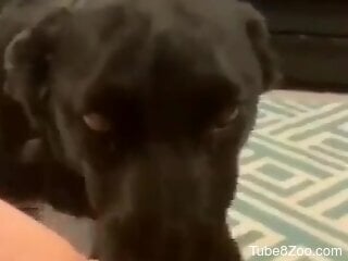 Tight and shaved pussy is enduring oral zoophilia
