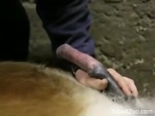 Zoophile is giving a handjob to the doggie