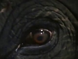 Zoo Sex Online