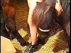 Zoo Zoo Sex Porn