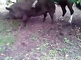Dog Porn Tube