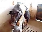 Animal Porn XXX Sex Movies