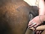 Dog Porn Tube