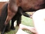 Animal Porn In