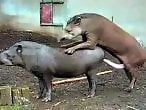Animal Porn XXX Sex Movies