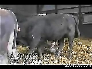 Zoo Zoo Sex Porn