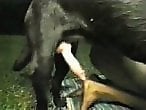 Zoo Zoo Sex Porn
