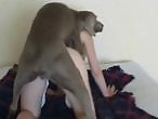 Zoo Porn Co