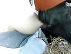Animal Zoo Porn