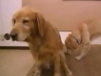 Animal Porn In